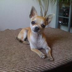 Chihuahua Futte