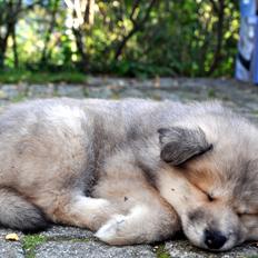 Blanding af racer Gaia