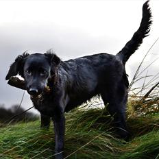 Labrador retriever / Flat coat - Bella