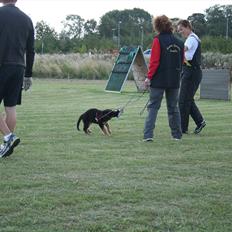 Schæferhund Akacias Mocca