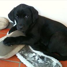 Labrador retriever Sophie *ludty*  [ lobes labrdor knirke]