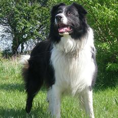 Border collie Rocky 