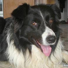 Border collie Rocky 