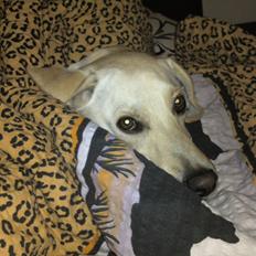 Blanding af racer Freja