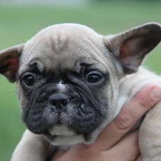 Fransk bulldog Albert