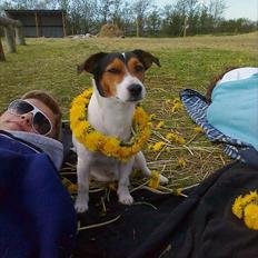 Jack russell terrier Tyson