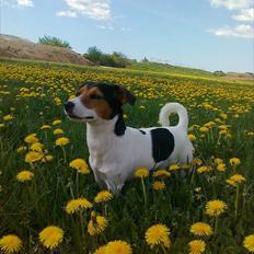 Jack russell terrier Tyson