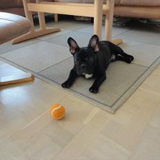 Fransk bulldog           Basse