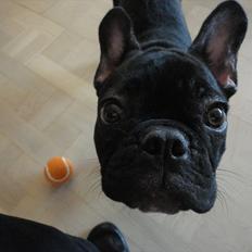 Fransk bulldog           Basse