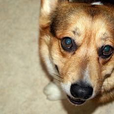 Welsh corgi pembroke Gaucho