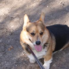 Welsh corgi pembroke Gaucho