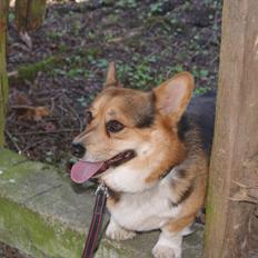Welsh corgi pembroke Gaucho