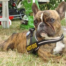 Fransk bulldog Bums