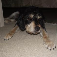 Blanding af racer Louis