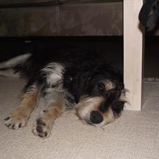 Blanding af racer Louis