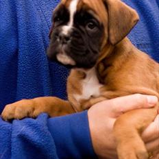Boxer Faberge