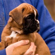 Boxer Faberge