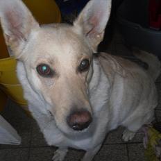 Blanding af racer Dina