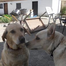 Blanding af racer Dina