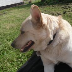 Blanding af racer Dina