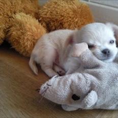 Chihuahua Peanut
