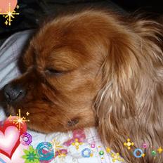 Cavalier king charles spaniel Wilma