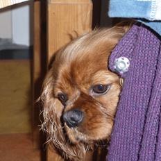 Cavalier king charles spaniel Wilma