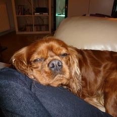 Cavalier king charles spaniel Wilma