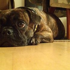 Blanding af racer Tiger - Fransk bulldog / mops