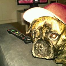 Blanding af racer Tiger - Fransk bulldog / mops