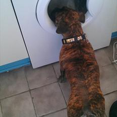 Blanding af racer Tiger - Fransk bulldog / mops