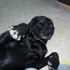 Blanding af racer Sam