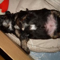 Blanding af racer Aslan