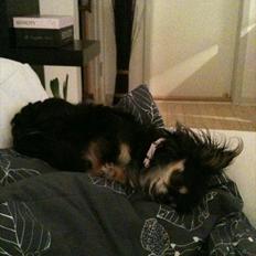 Chihuahua Tebipi's Esmaralda/Merle