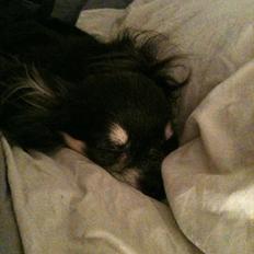 Chihuahua Tebipi's Esmaralda/Merle