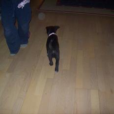 Blanding af racer freja