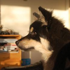 Finsk lapphund Piratos