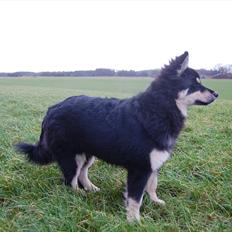 Finsk lapphund Piratos