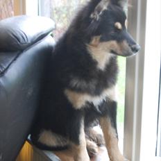 Finsk lapphund Piratos