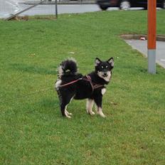Finsk lapphund Dukato