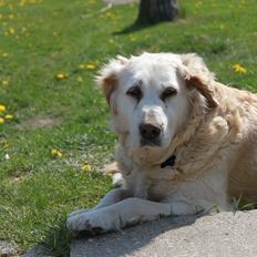Golden retriever Matilde