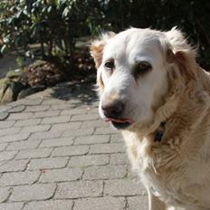 Golden retriever Matilde