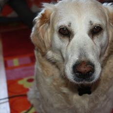 Golden retriever Matilde