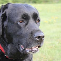 Blanding af racer Frida