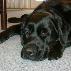 Blanding af racer Frida