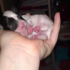 Papillon Axa's Andi Junior