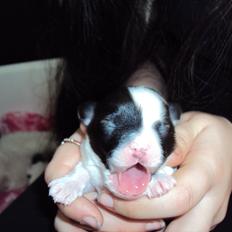 Papillon Axa's Andi Junior