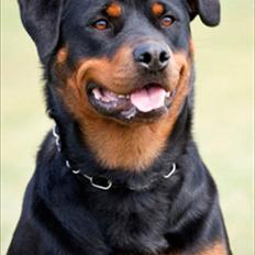 Rottweiler Fattiggårdens Luca