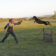 Rottweiler Deja Vu (Bent)