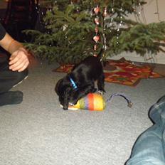 Cocker spaniel Viggo